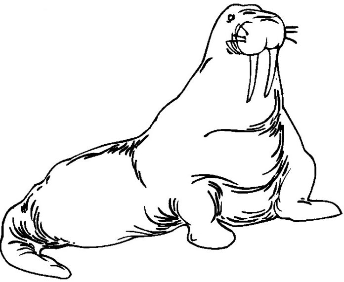 Arctic walrus coloring book to print