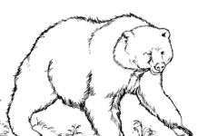 Brun bjørn malebog til udskrivning
