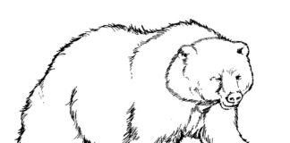Färgbok för brunbjörn som kan skrivas ut