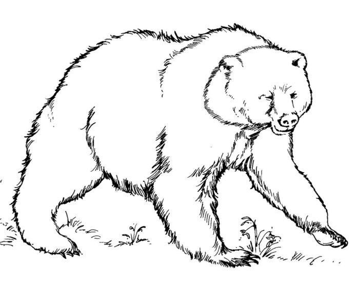 Brown bear coloring book to print