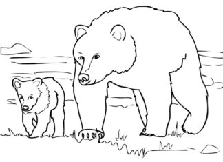 Livro colorido para impressão de ursos a pé