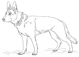 Livro para colorir o German Shepherd Dog para imprimir