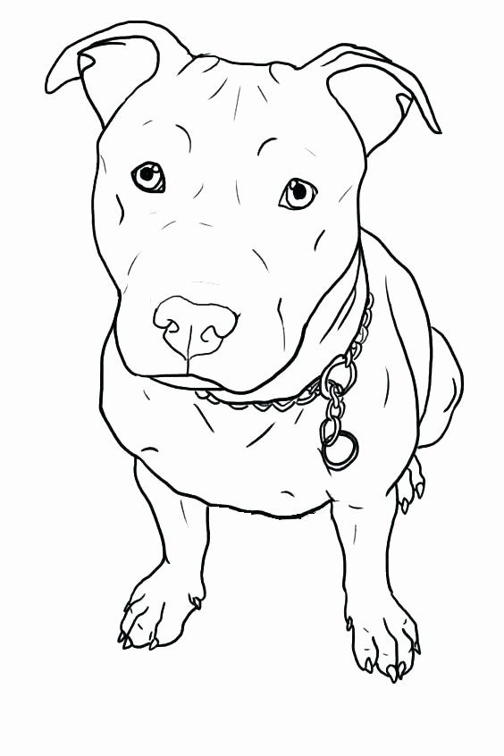 Pitbull dog coloring book to print