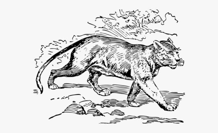 Hunting cougar coloring book to print