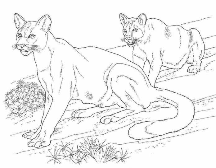 Wild pumas coloring book to print