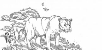 Livre de coloriage pour adultes sur le cougar à imprimer