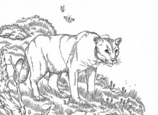 Adult cougar coloring book to print
