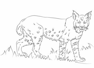 baby lynx coloring pages