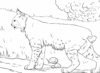 Livre à colorier "Wandering lynx" à imprimer