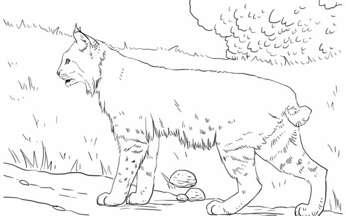 Wandering lynx coloring book to print