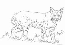 Lynx målarbok som kan skrivas ut bild