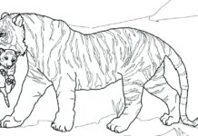 Tigre com livro de colorir imprimível da Múmia