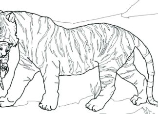 Tigre com livro de colorir imprimível da Múmia