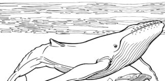 Livro de coloração de baleias sob água para imprimir