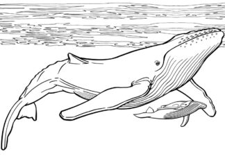Wale unter Wasser Malbuch zum Ausdrucken