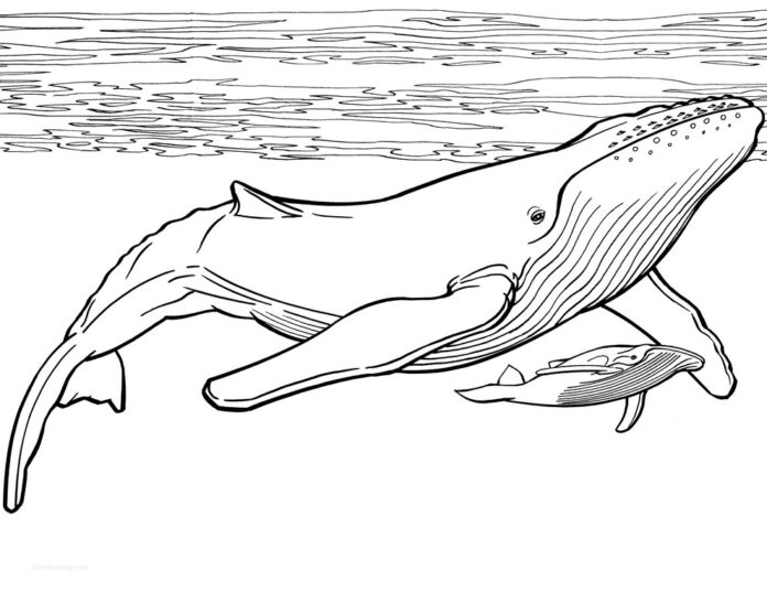 Libro para colorear de ballenas bajo el agua para imprimir