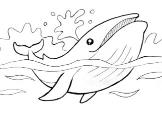 whale coloring book to print