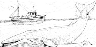 whale coloring book picture to print