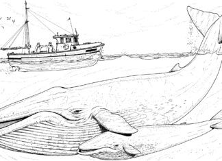 Veľryba omaľovánky k vytlačeniu obrázok