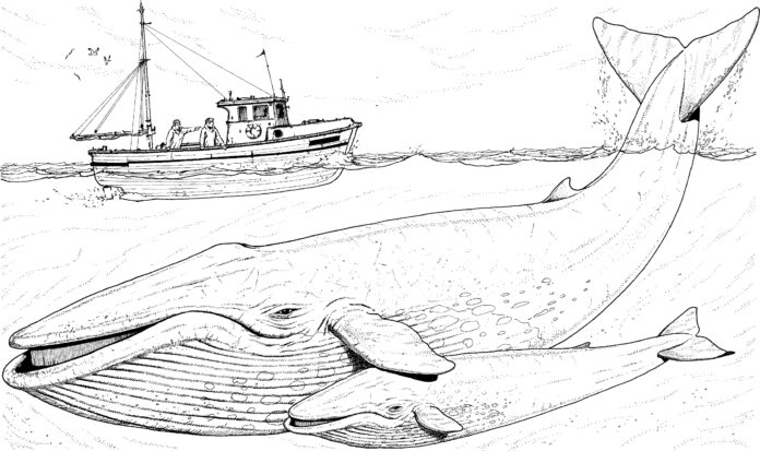 wieloryb kolorowanka obrazek do drukowania