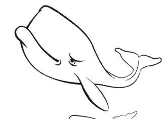 whale coloring book picture to print