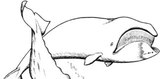 livre de coloriage de baleines à imprimer