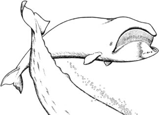 veľryba na vytlačenie omaľovánky