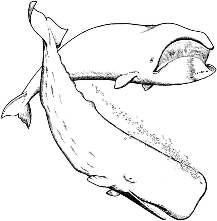 bálna nyomtatható kifestőkönyv
