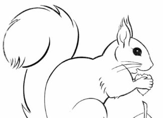 Squirrel rodent coloring book to print