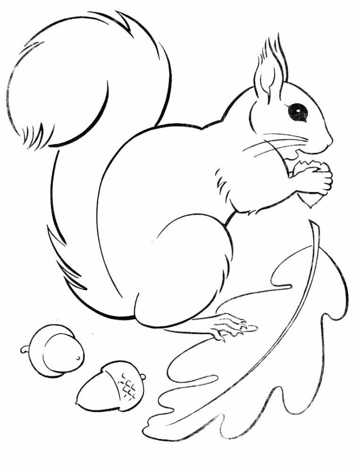 Eichhörnchen-Nagetier-Malbuch zum Ausdrucken