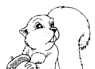 Fluffy squirrel coloring book to print