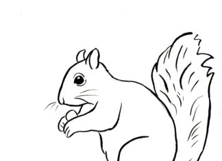 squirrel coloring book picture to print