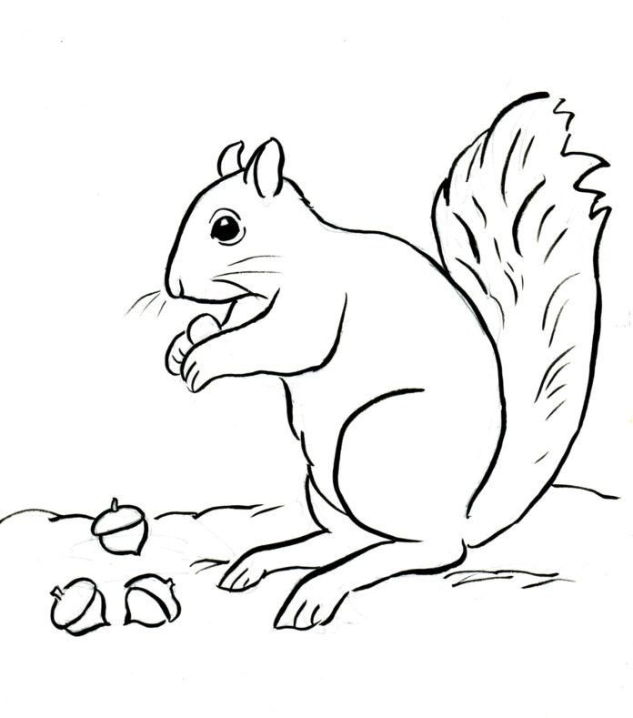 scoiattolo da colorare libro immagine stampabile