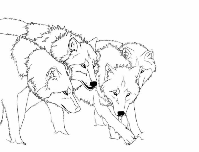 オオカミの群れの印刷用塗り絵