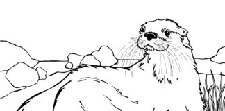 Lying otter coloring book to print