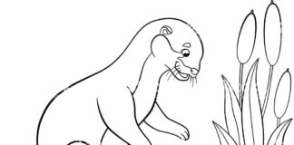 otter coloring book printable picture
