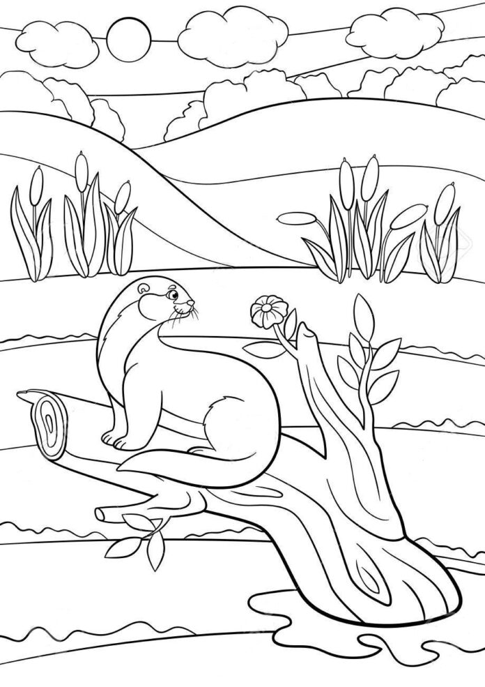 otter coloring book printable picture