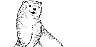 Otter Malbuch druckbares Bild