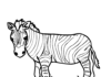 zebra coloring book printable picture