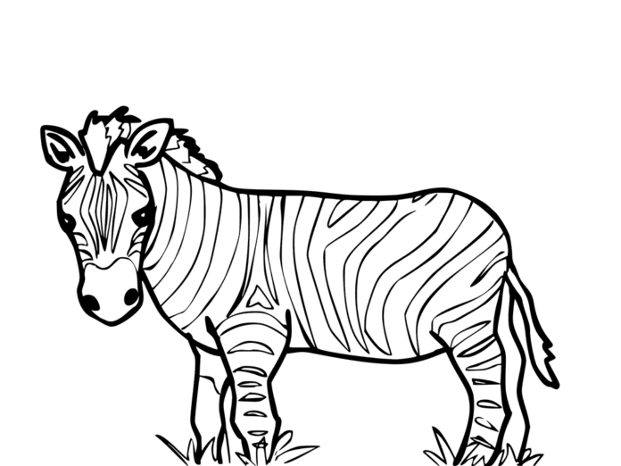 Zebra maľovanky k vytlačeniu obrázok