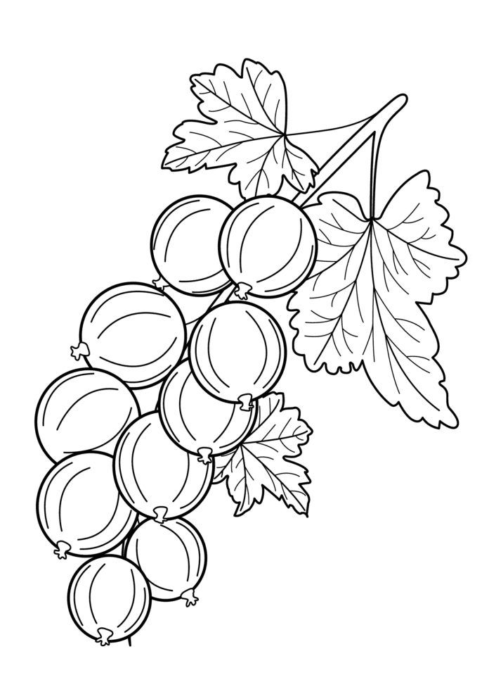 Immagine del grappolo di uva spina per la stampa