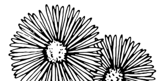 asters flowers coloring book to print