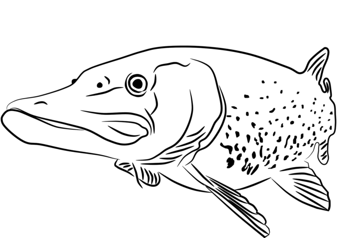 attacking pike coloring book to print