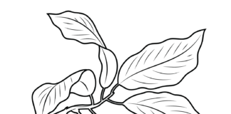 avocado construction coloring book to print