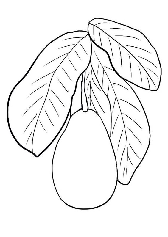 Avocado mit Blättern Bild zum Drucken