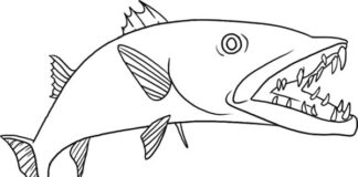 barracuda underwater coloring book printable