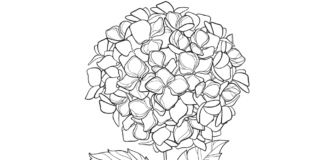 white hydrangea coloring book to print