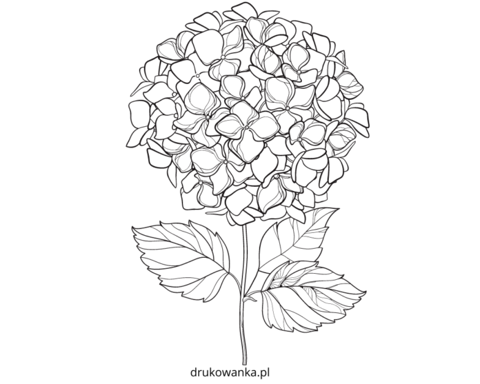 hvid hortensia til udskrivning, malebog til udskrivning
