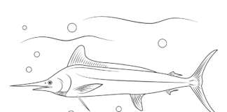 white marlin coloring book to print