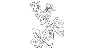 ivy leaves coloring book to print